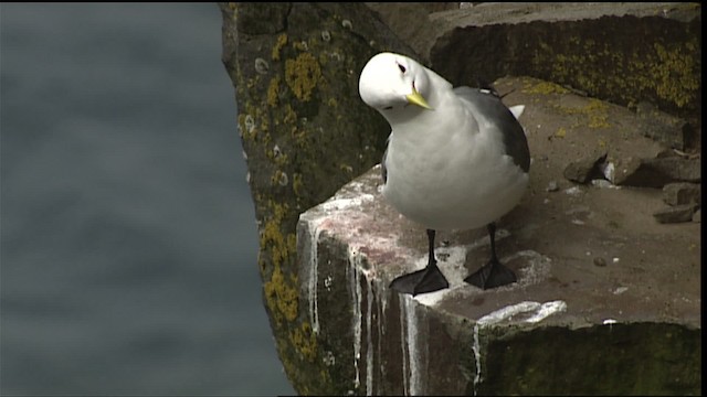 Mouette tridactyle (tridactyla) - ML405033