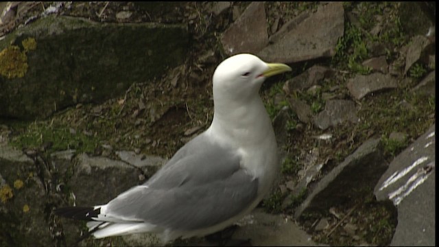 Mouette tridactyle (tridactyla) - ML405034