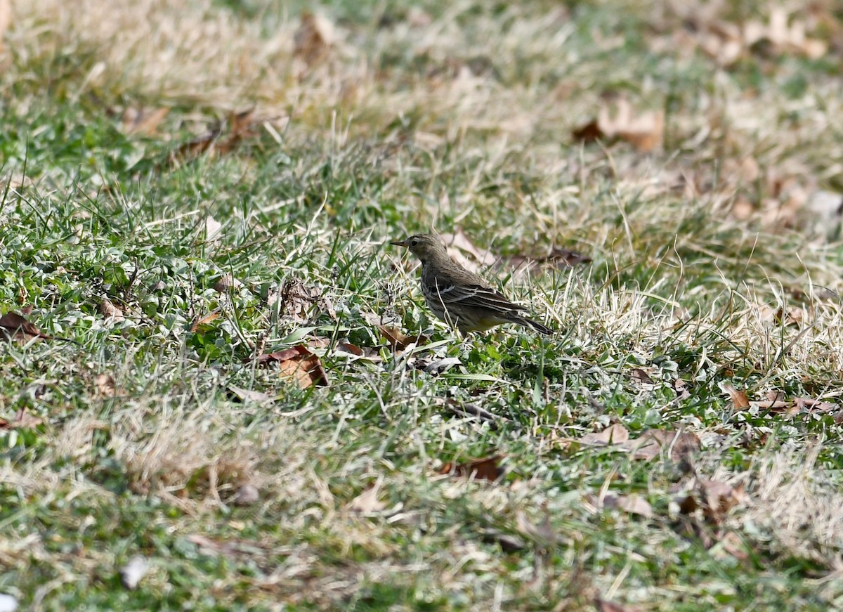 American Pipit - Leon Meintjes