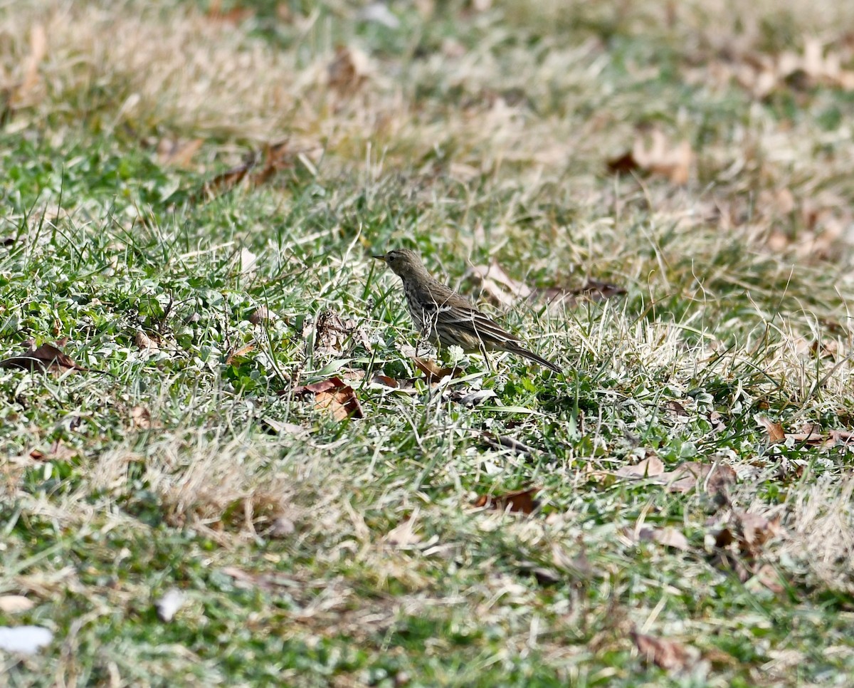 American Pipit - ML405034901