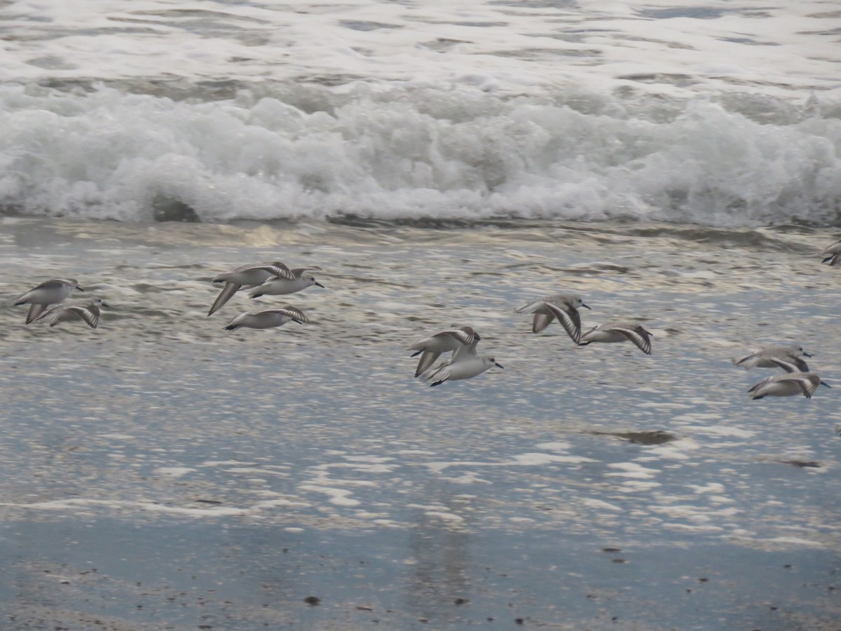 Bécasseau sanderling - ML405035921