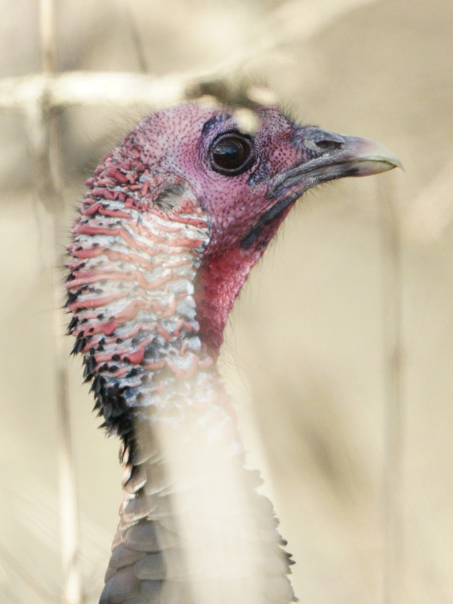 Wild Turkey - ML405036811