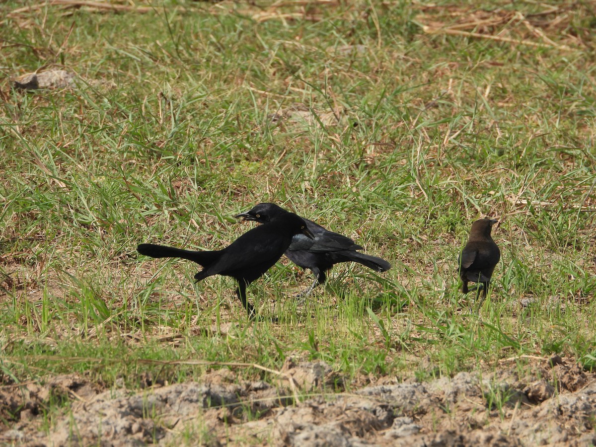 Carib Grackle - ML405038371