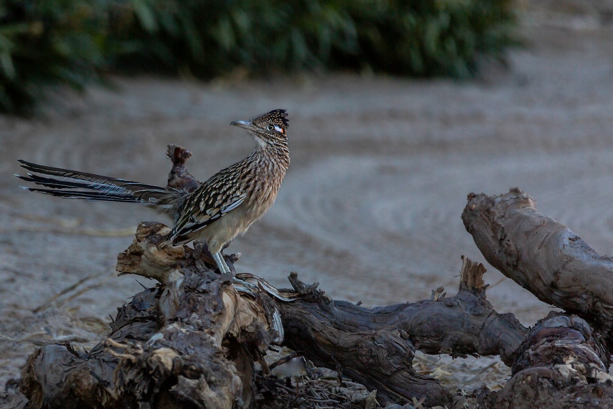 Greater Roadrunner - ML405038921
