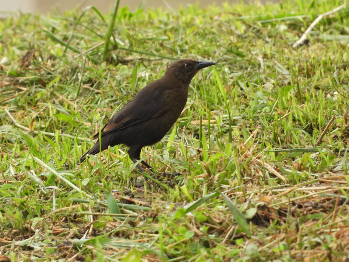 Carib Grackle - ML405039761