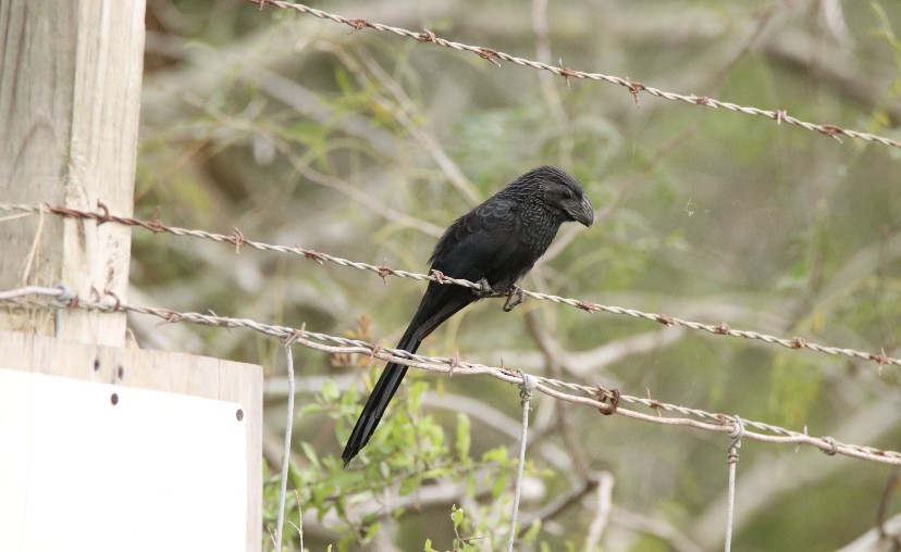 Groove-billed Ani - ML405040431