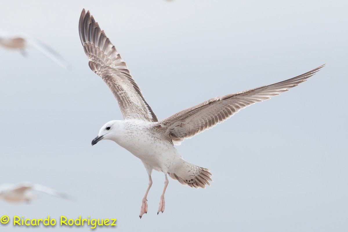 Caspian Gull - Ricardo Rodríguez