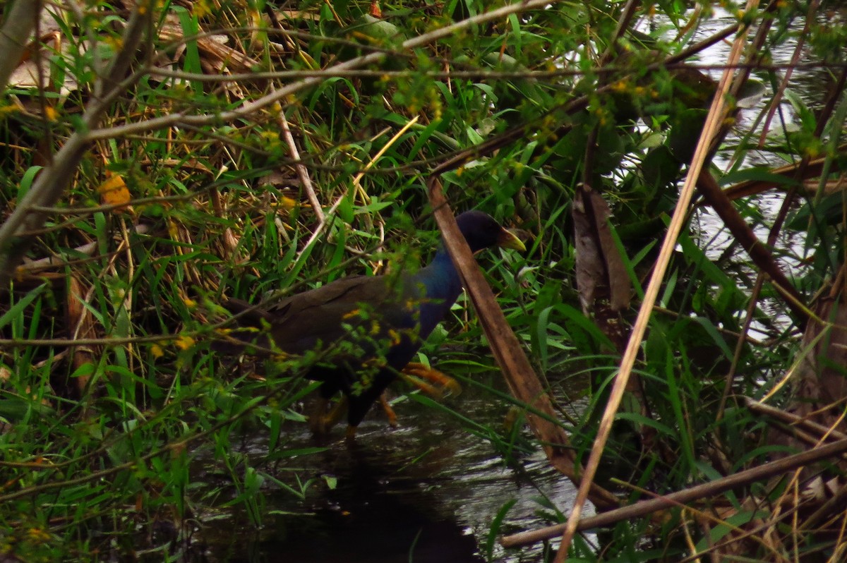 Purple Gallinule - Bryant Olsen