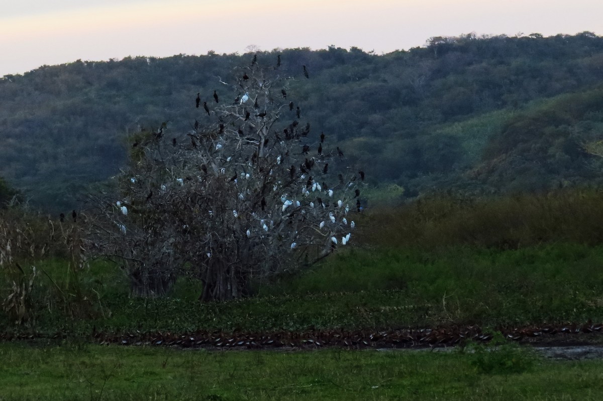 Neotropic Cormorant - ML40504231