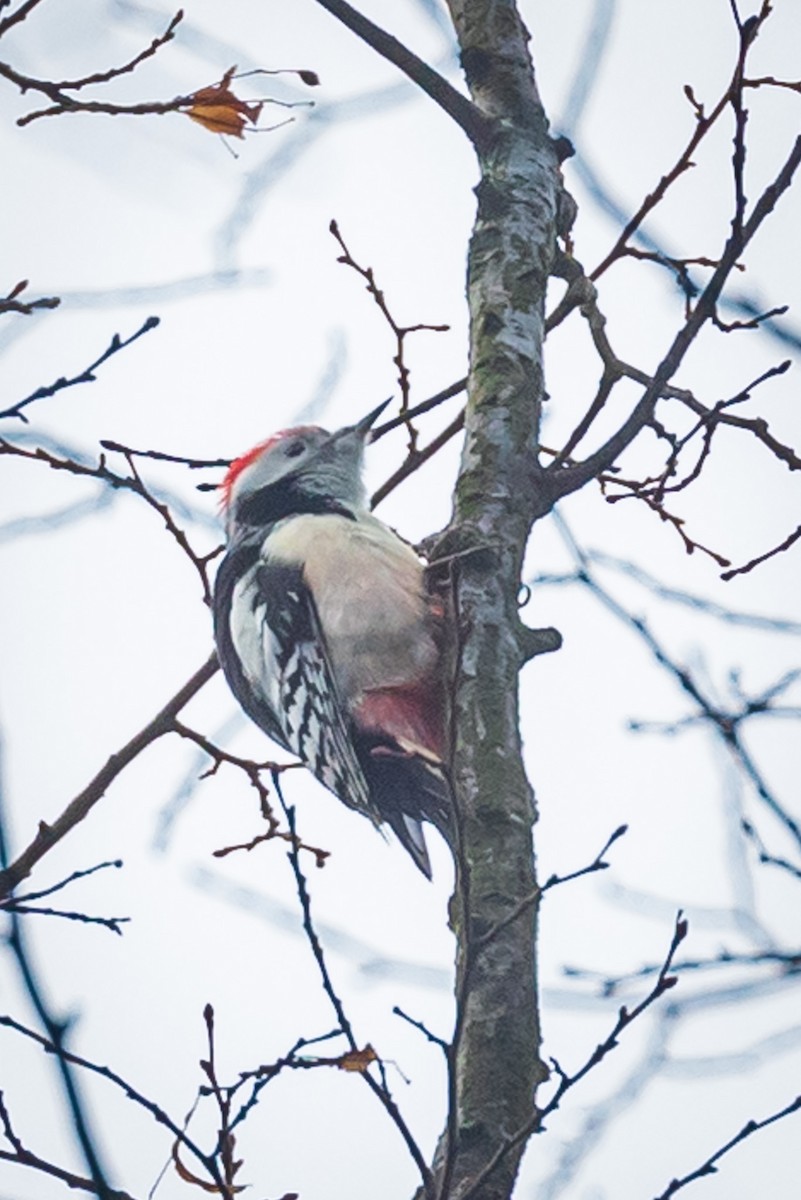 Middle Spotted Woodpecker - ML405042861