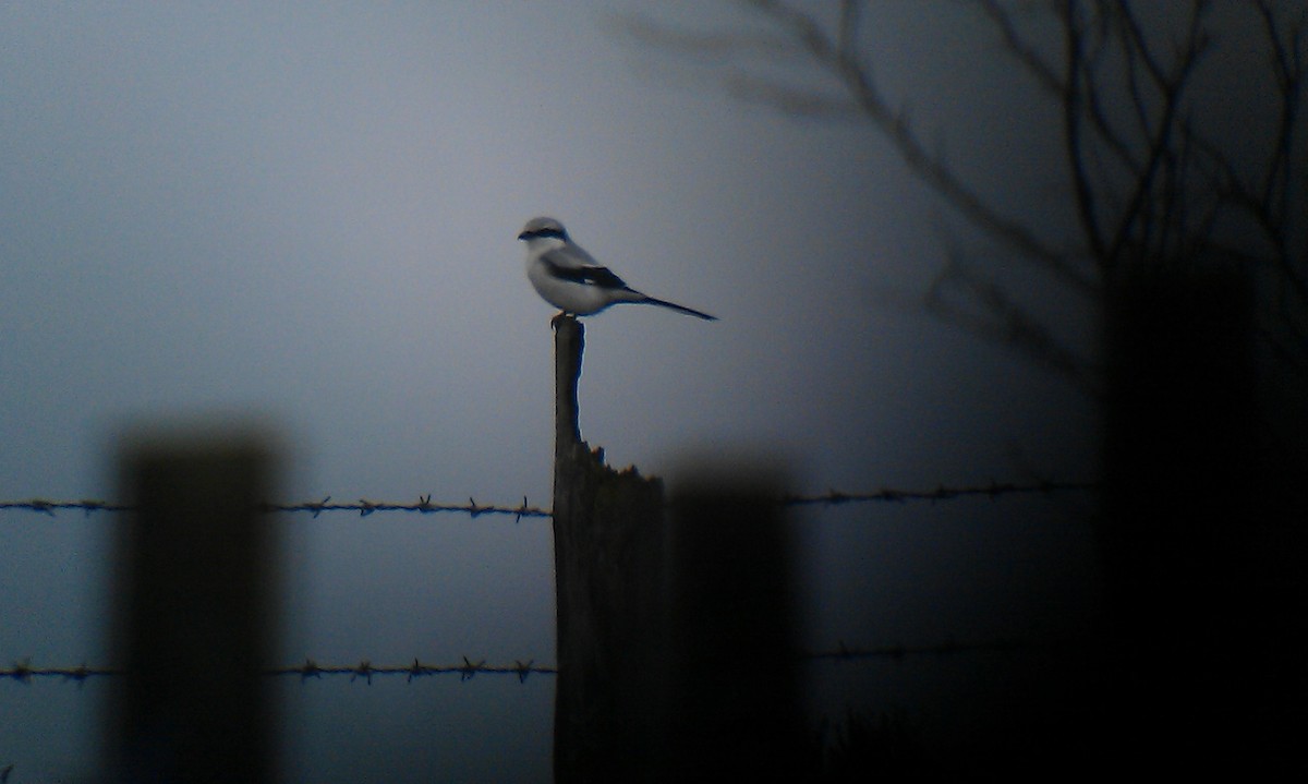 Great Gray Shrike - ML405044631