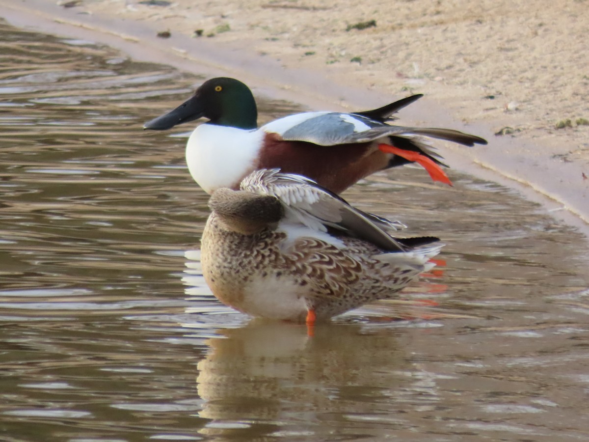 מרית צפונית - ML405045341