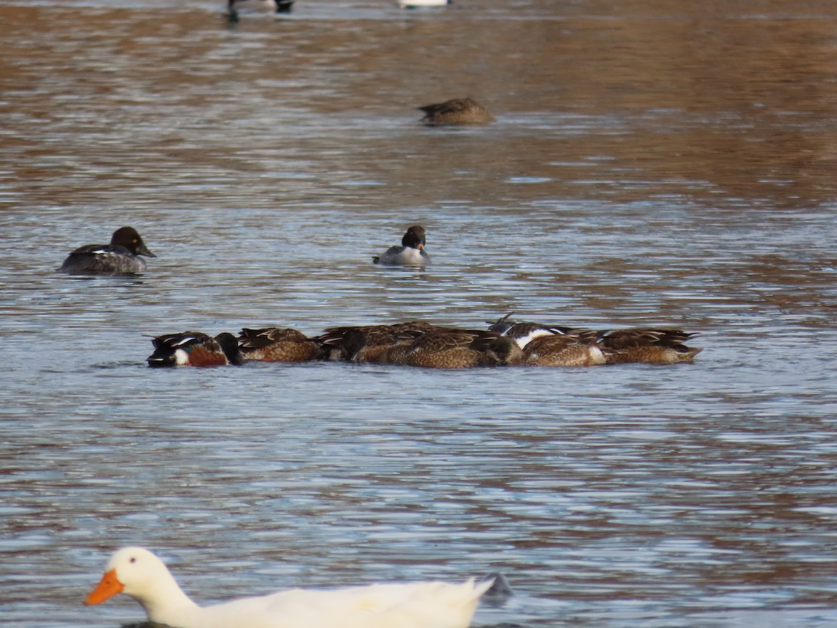 מרית צפונית - ML405045421