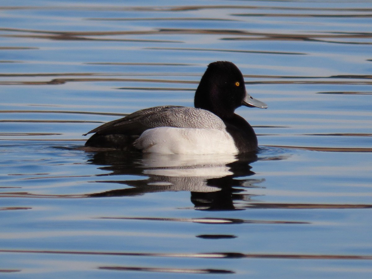 Lesser Scaup - ML405045681