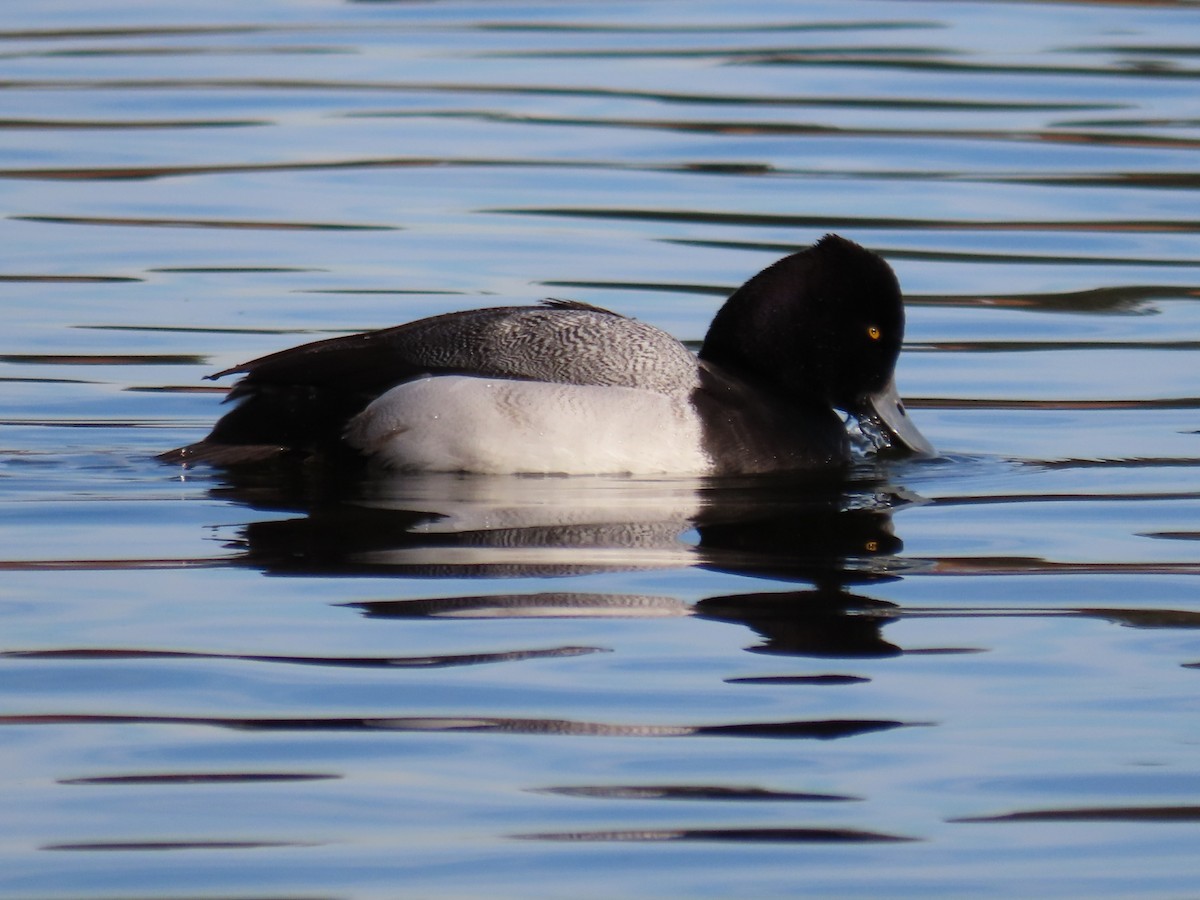 Lesser Scaup - ML405045801