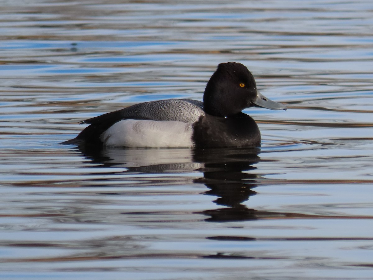 Lesser Scaup - ML405045841