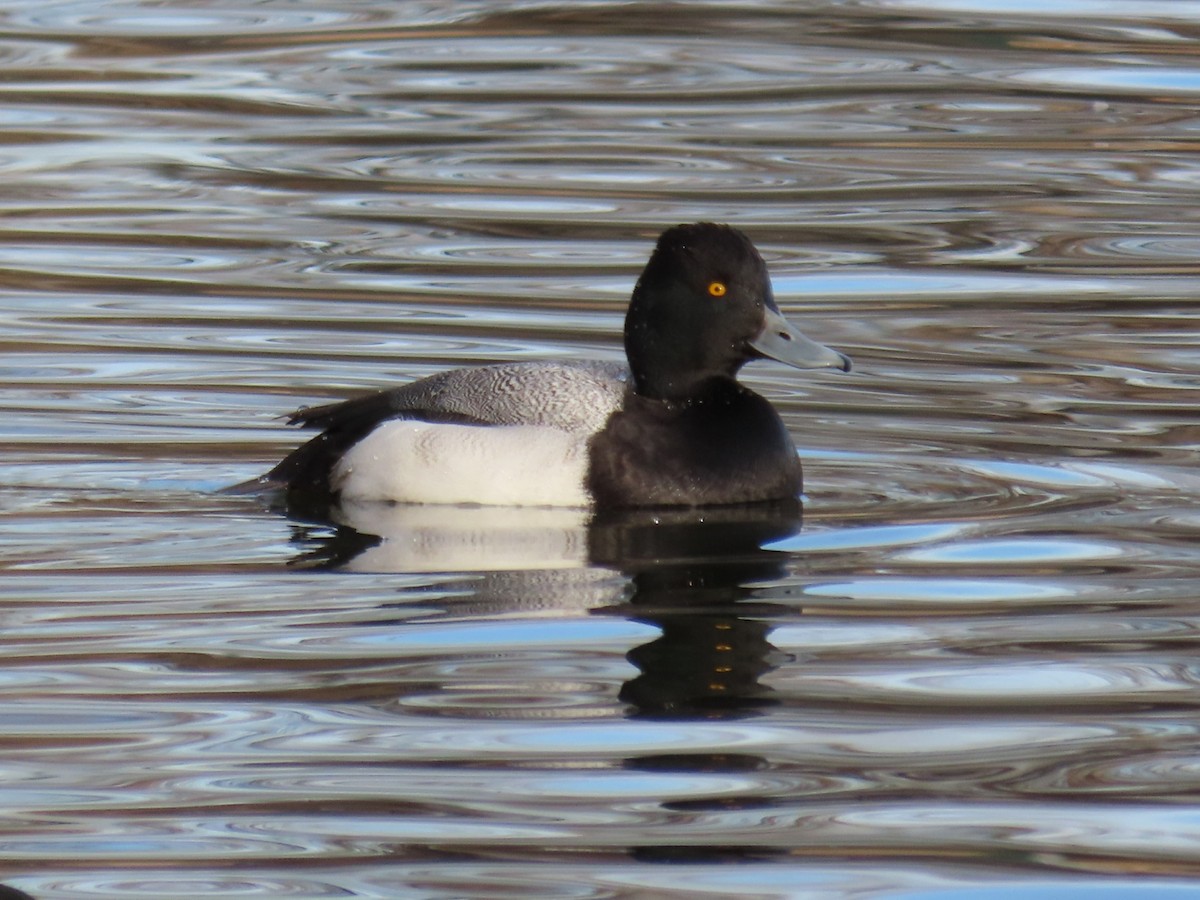 Lesser Scaup - ML405045921