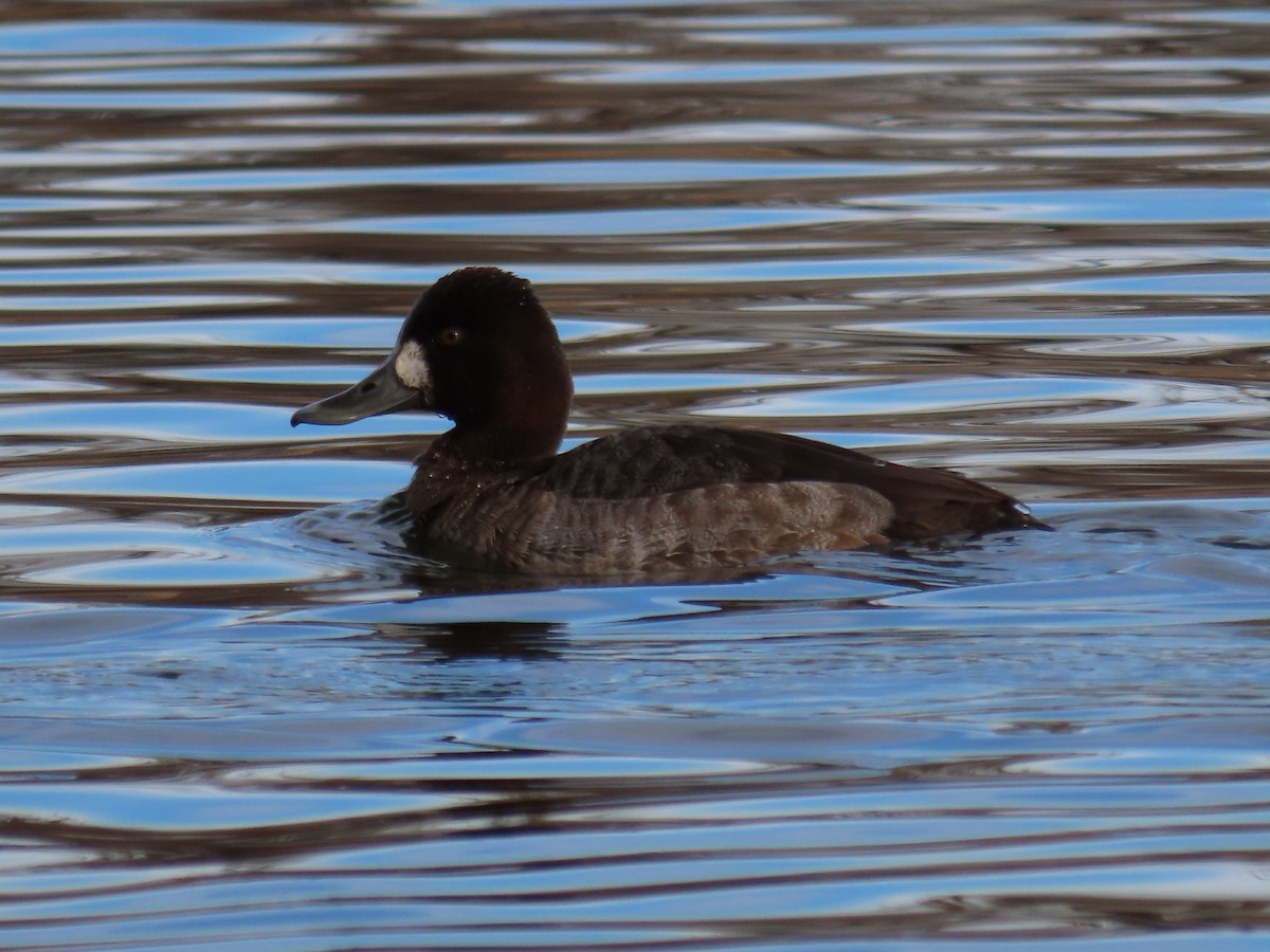 Lesser Scaup - ML405046011