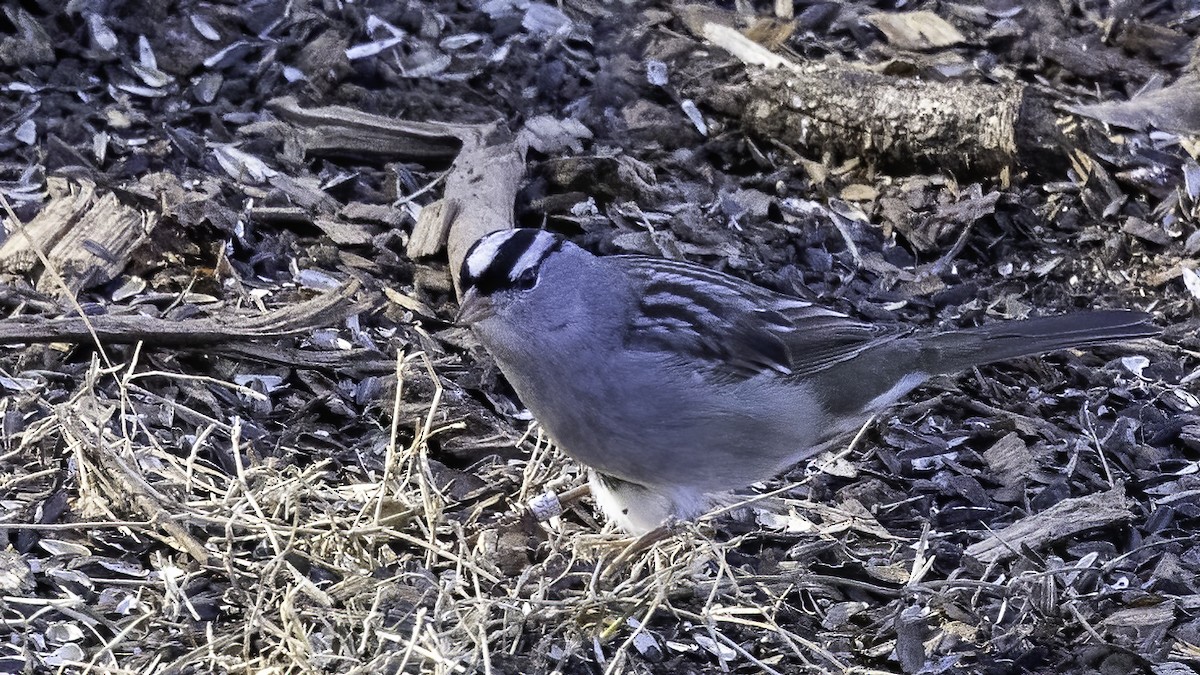 Bruant à couronne blanche - ML405046101