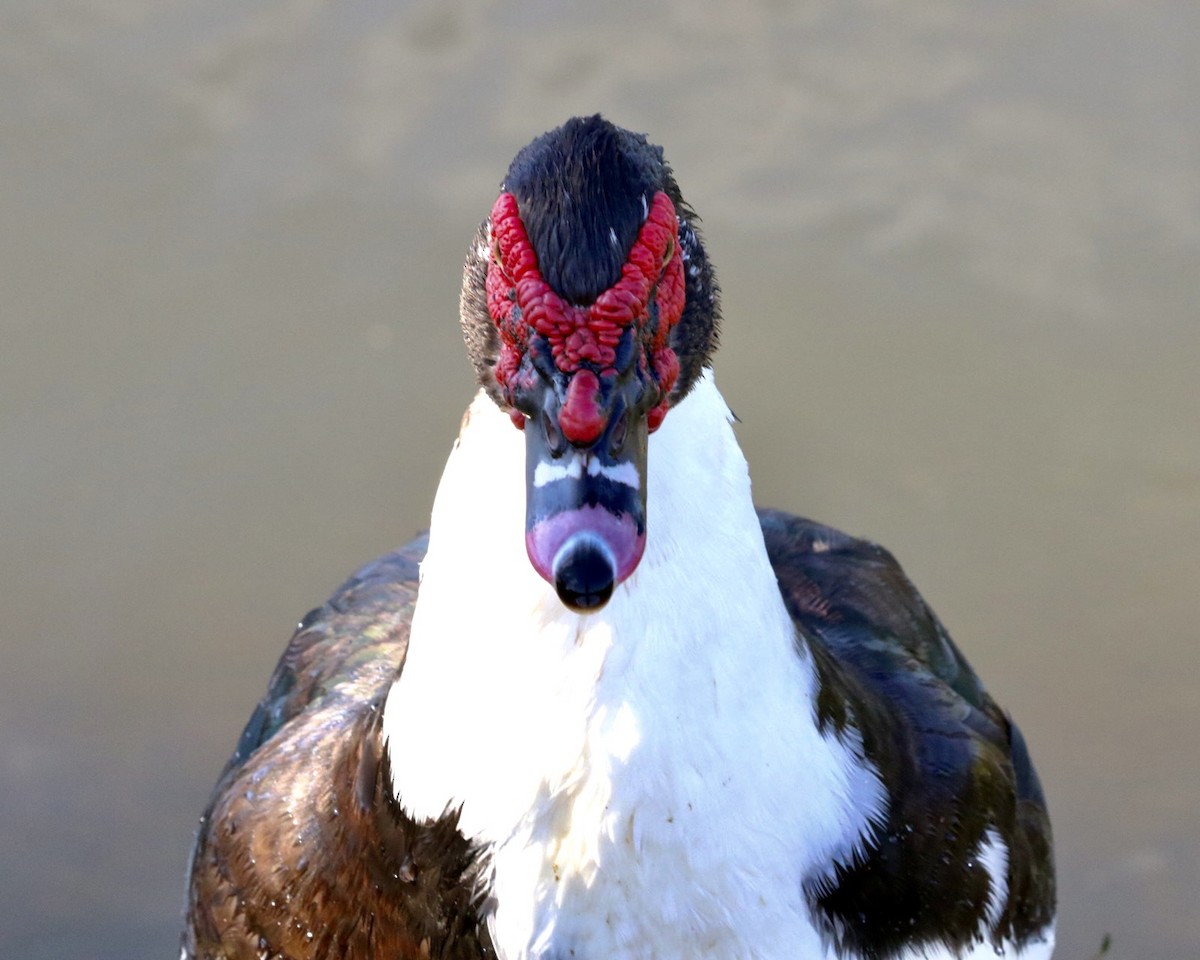 Muscovy Duck (Domestic type) - Suzanne Seidel