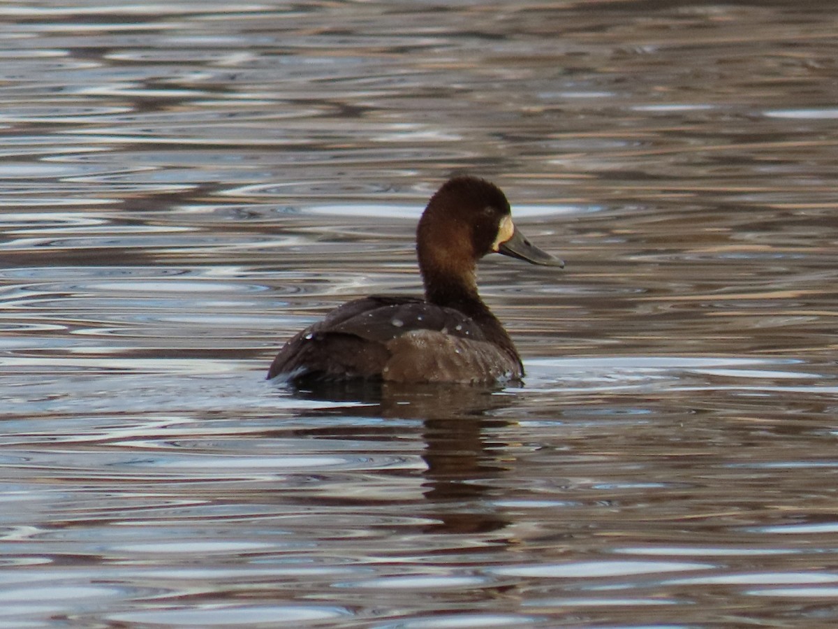 Lesser Scaup - ML405046191