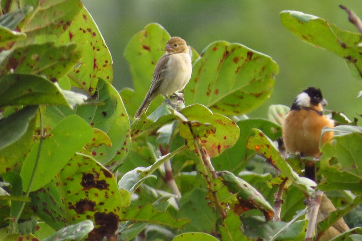 Ruddy-breasted Seedeater - Bryant Olsen