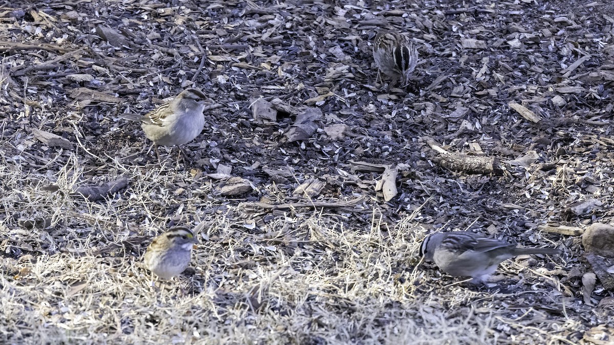 White-crowned Sparrow - ML405046241