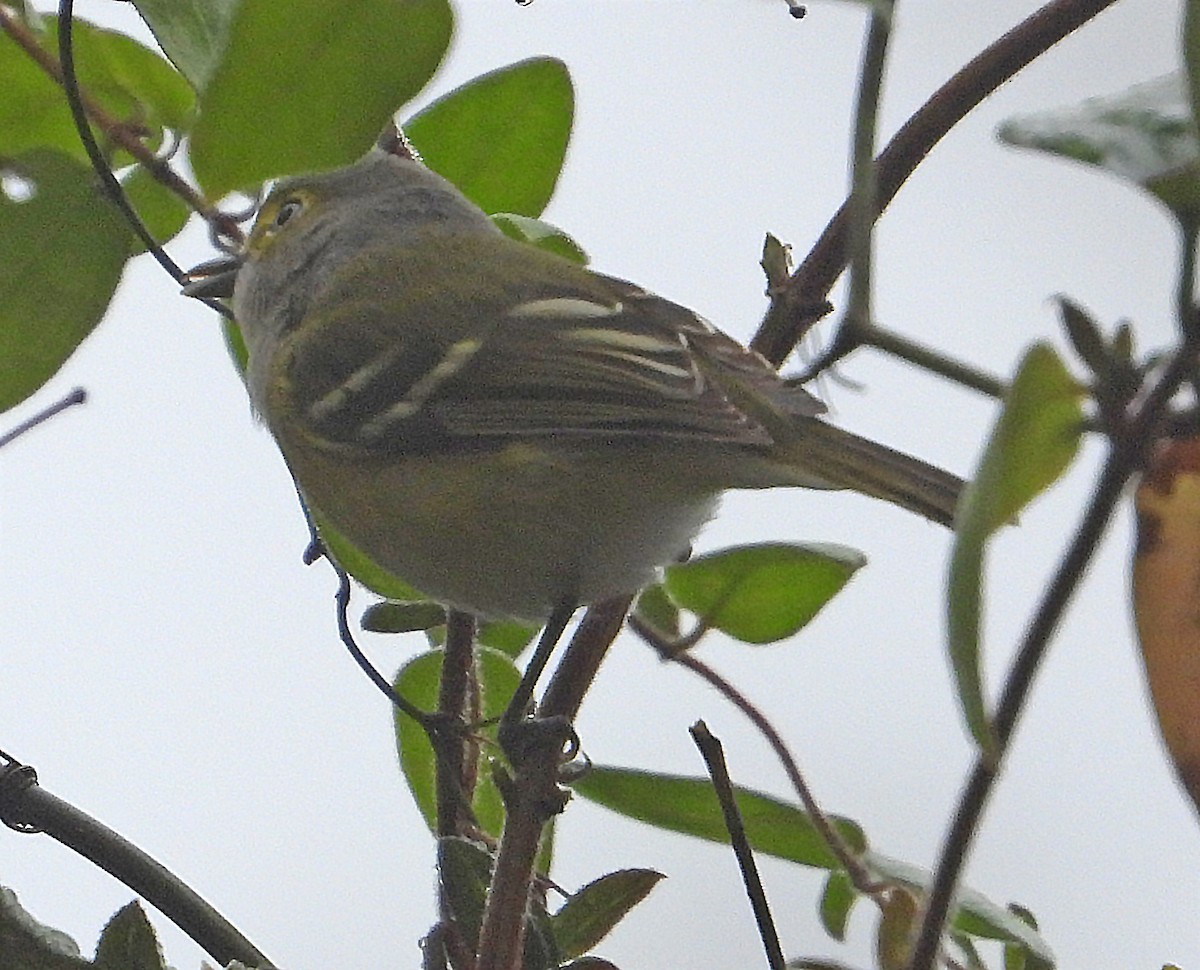 Ak Gözlü Vireo - ML405046251