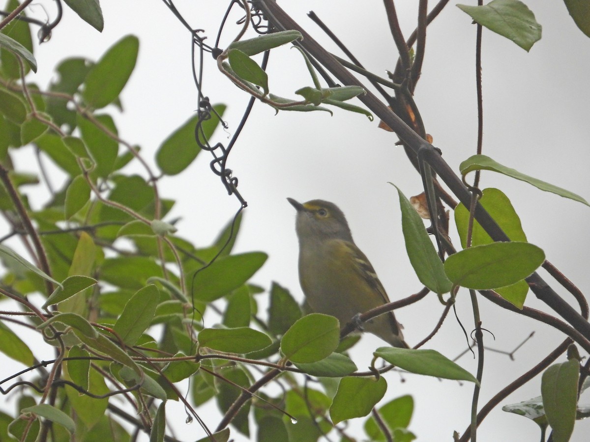 White-eyed Vireo - Christopher Merritt