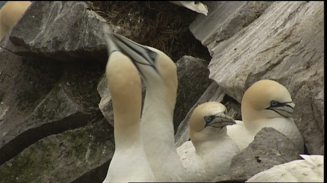 Northern Gannet - ML405047