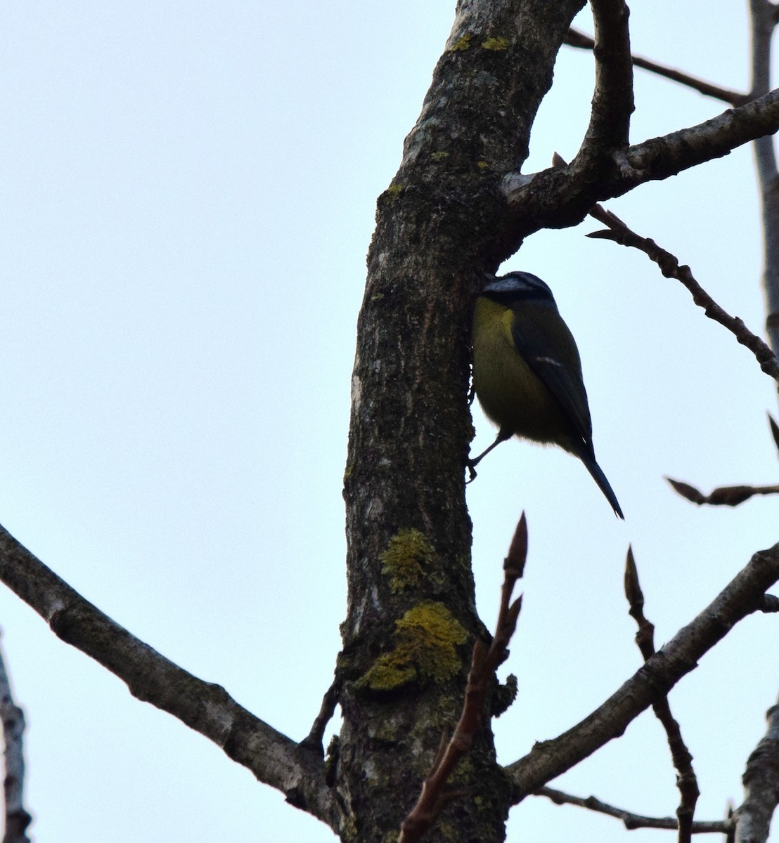 Eurasian Blue Tit - ML405047261