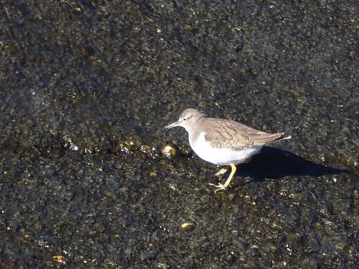 Common Sandpiper - Rafael Hermosilla Ortega