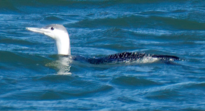 Red-throated Loon - ML405050231