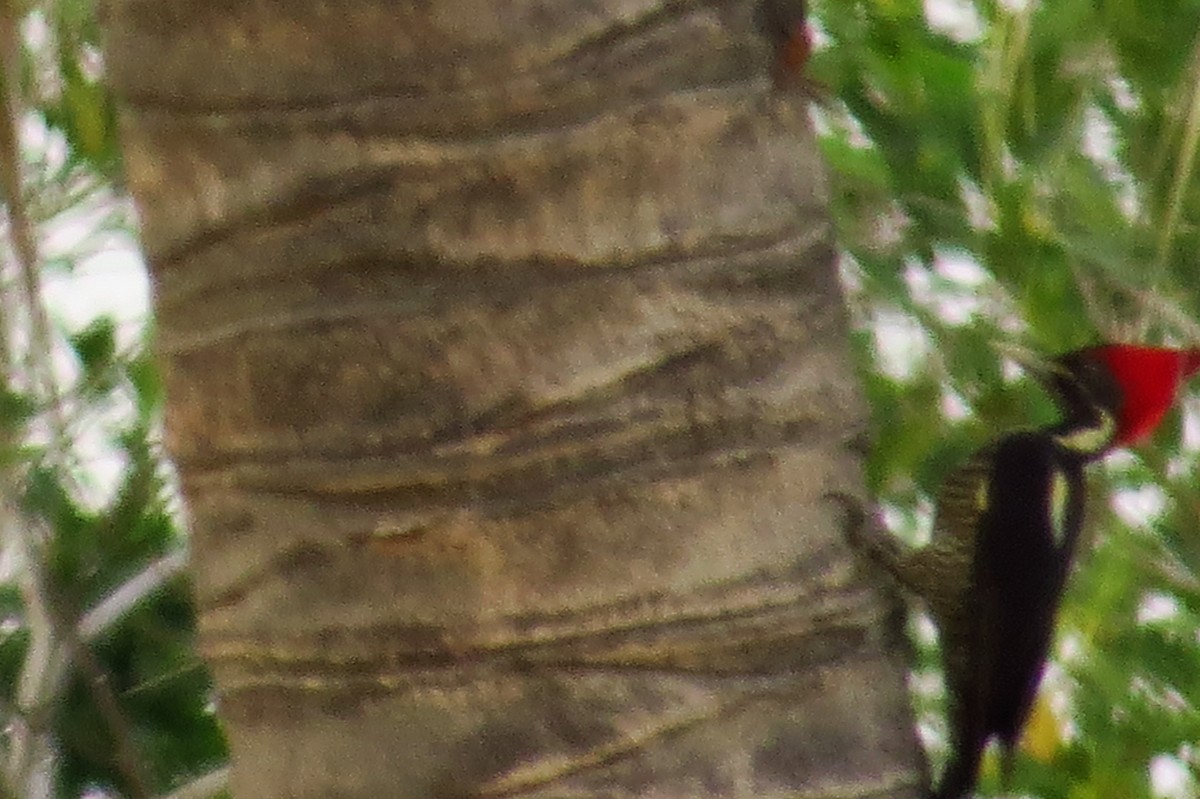 Lineated Woodpecker - Bryant Olsen