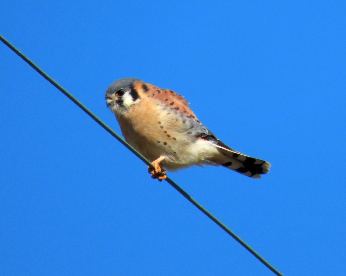 American Kestrel - ML405051501