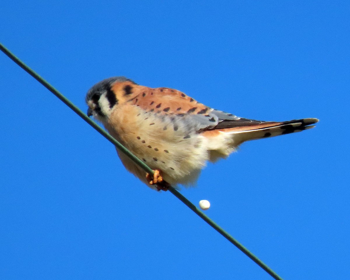 American Kestrel - ML405051531