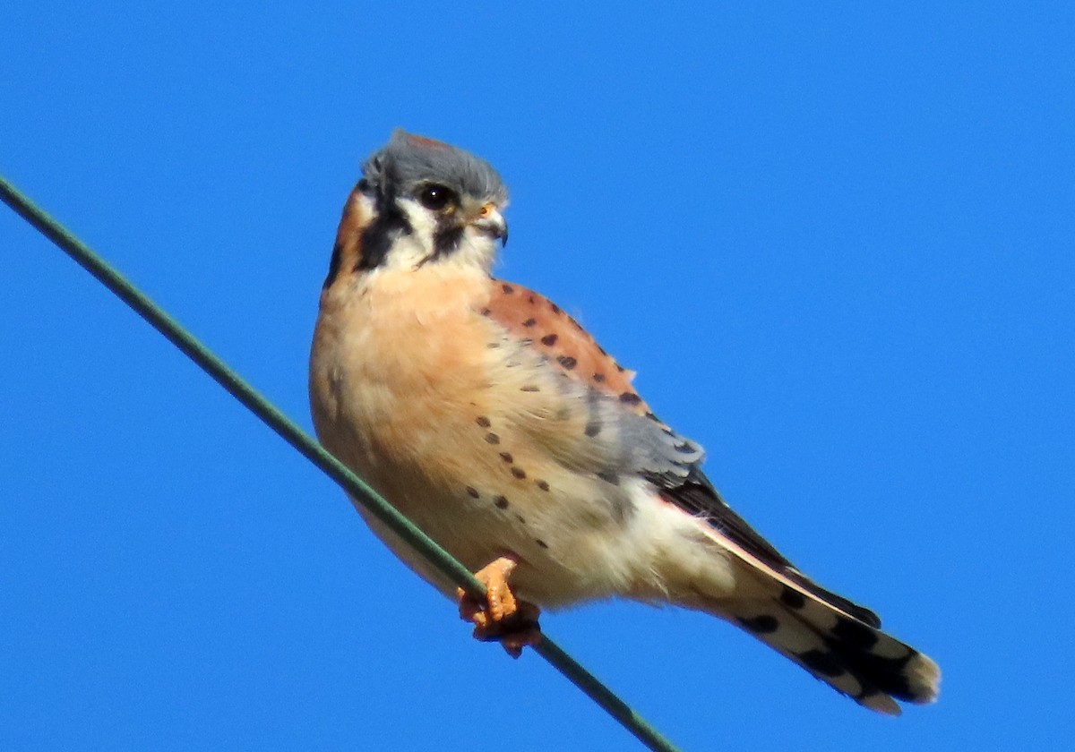 American Kestrel - ML405051541