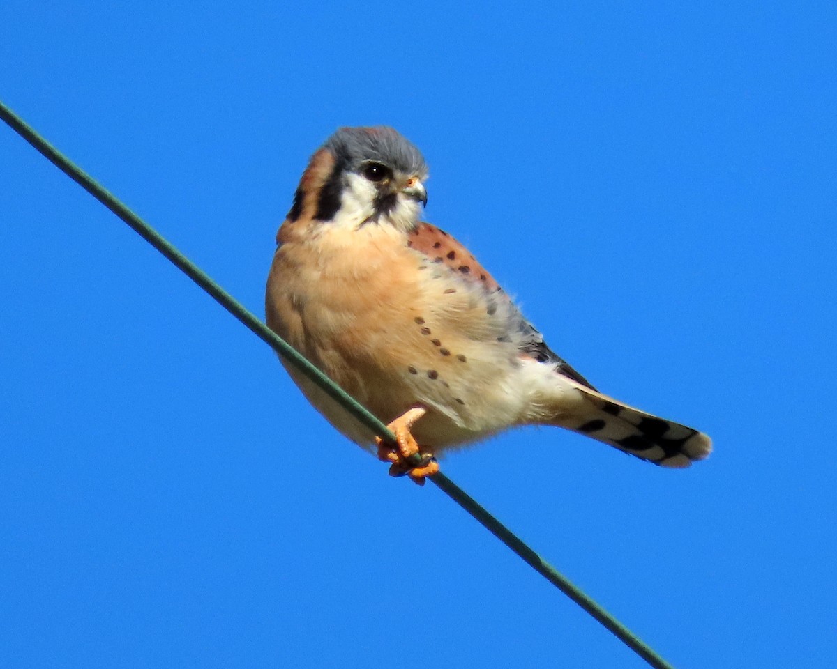 American Kestrel - ML405051551