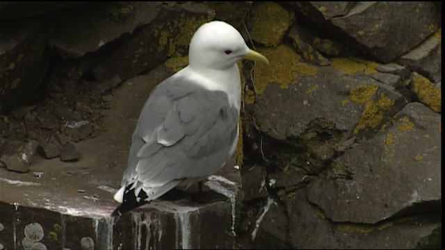 Black-legged Kittiwake (tridactyla) - ML405052