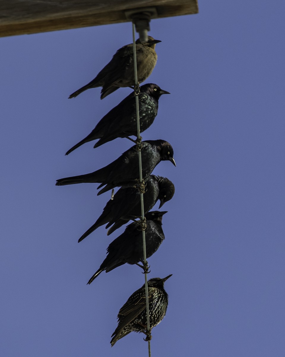 Brewer's Blackbird - ML405052051