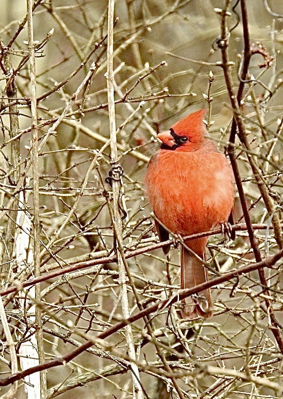 Cardinal rouge - ML405052301