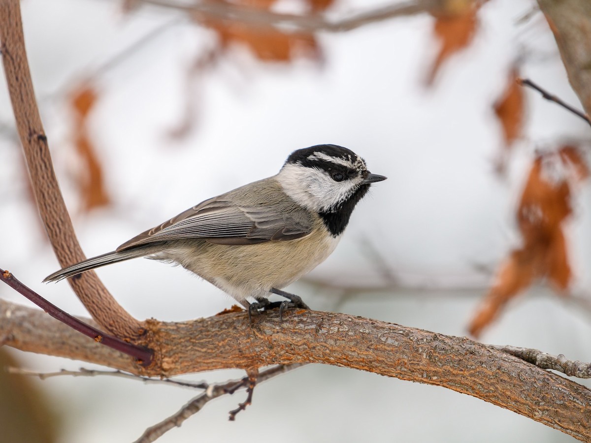 Mountain Chickadee - ML405052361