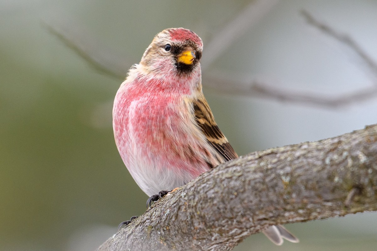 Common Redpoll - Markus Weilmeier