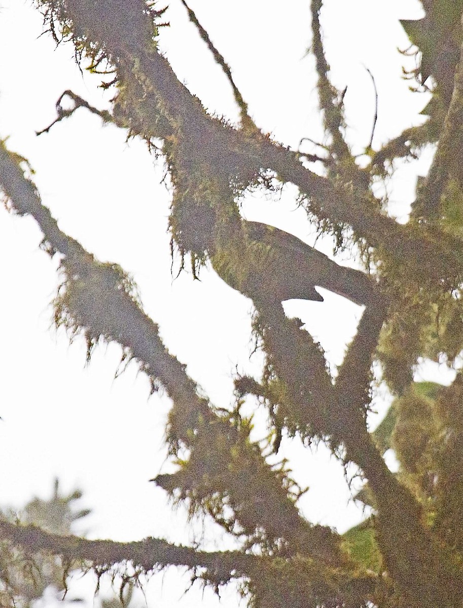 Cotinga barré - ML405052511