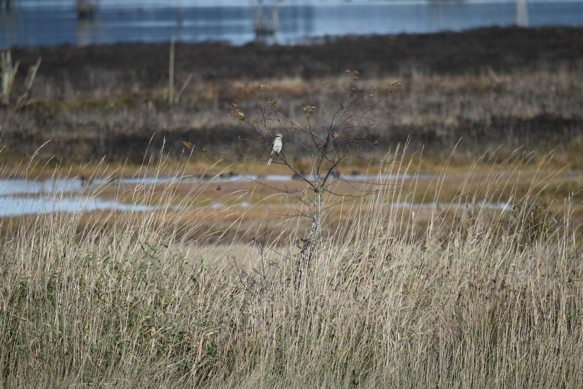 Northern Shrike - ML405053801