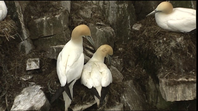 Northern Gannet - ML405054