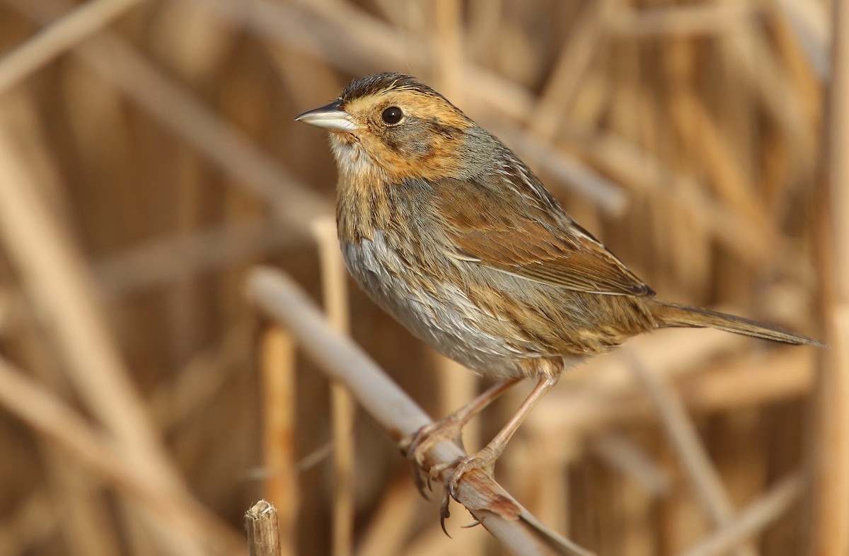 Nelson's Sparrow - ML40505401