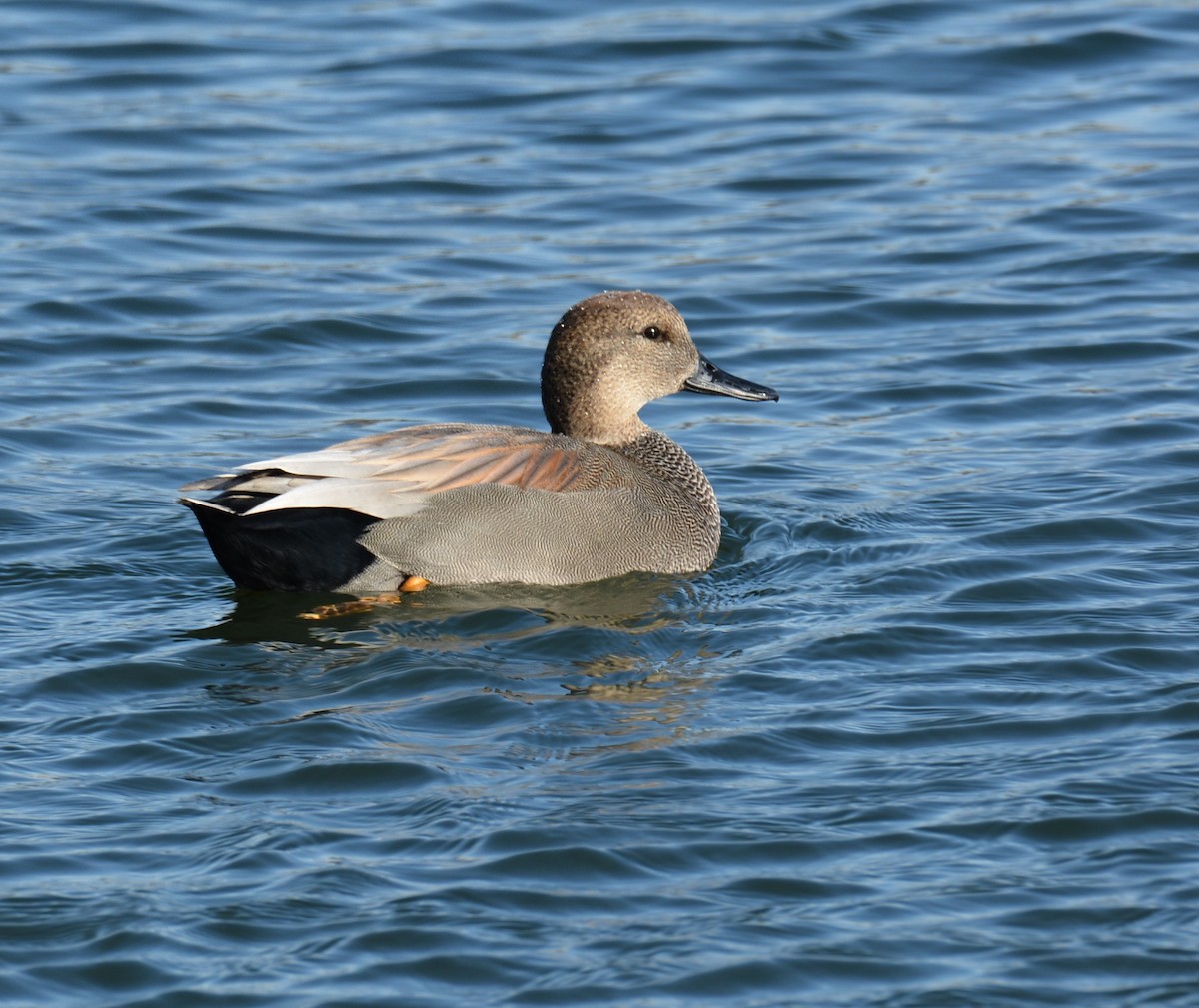 Gadwall - ML405054361