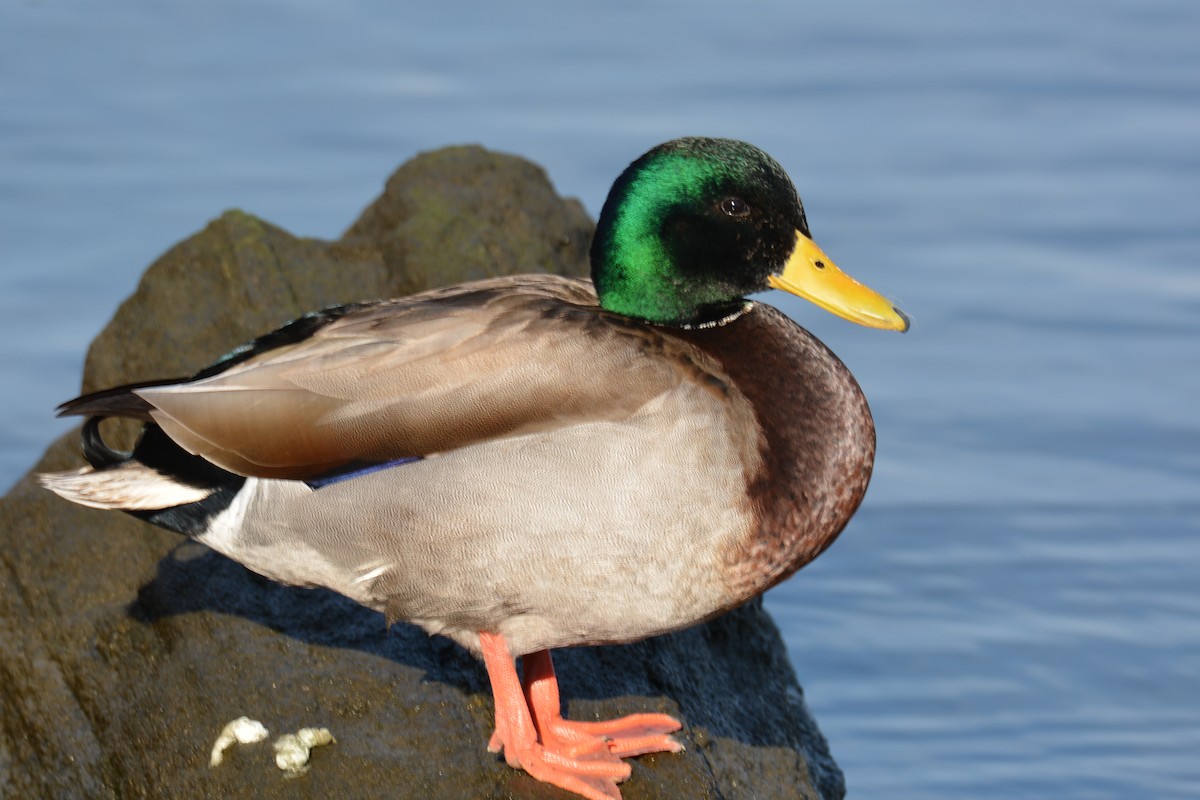 Canard colvert - ML405054561