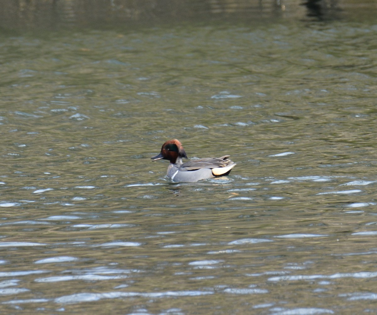 Green-winged Teal - ML405054641